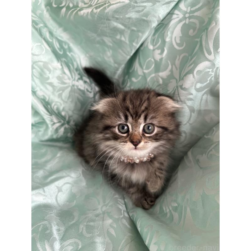 販売中の埼玉県のミヌエット-134759の2枚目