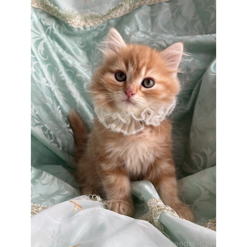 販売中の埼玉県のミヌエット-134758の5枚目