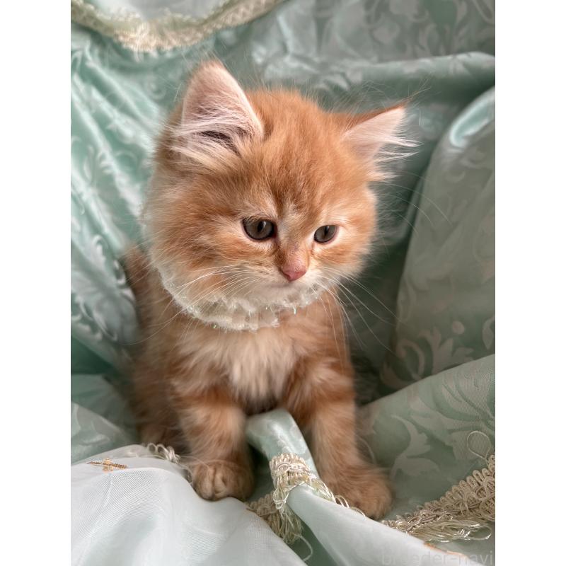 販売中の埼玉県のミヌエット-134758の4枚目