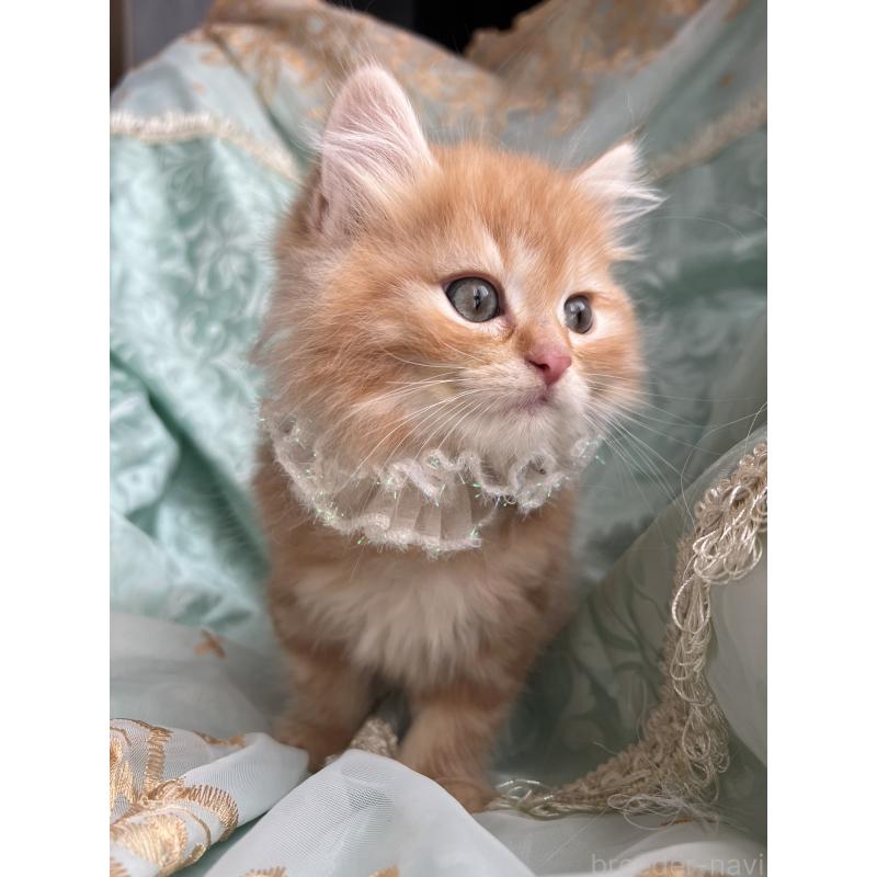 販売中の埼玉県のミヌエット-134758の2枚目