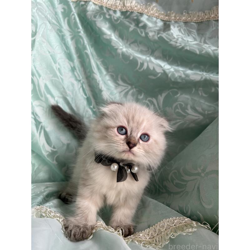 成約済の埼玉県のミヌエット-134757の5枚目