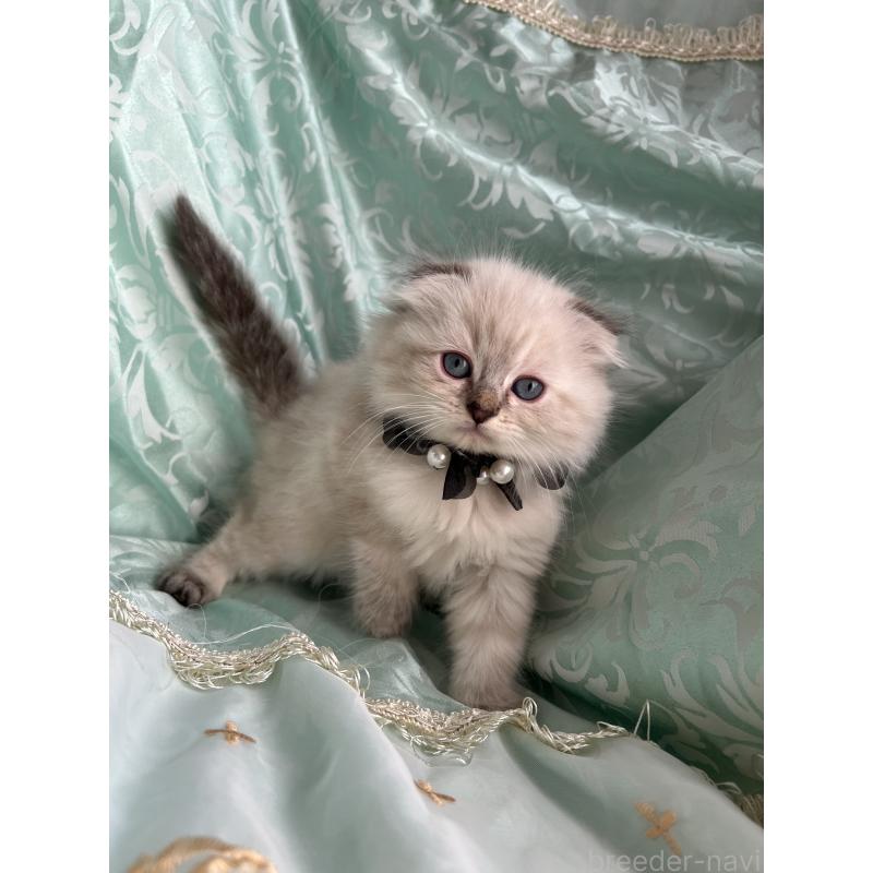 成約済の埼玉県のミヌエット-134757の4枚目