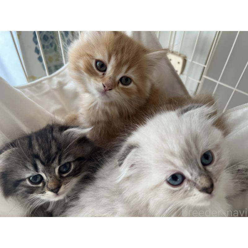 成約済の埼玉県のミヌエット-134757の3枚目