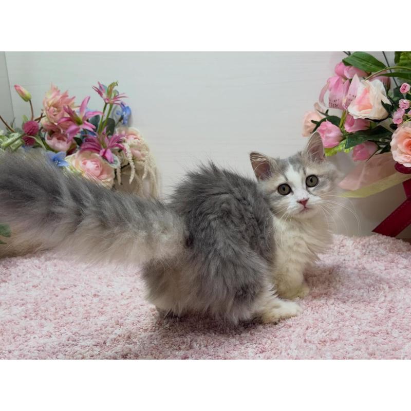 販売中の東京都のミヌエット(短足)-135372の5枚目