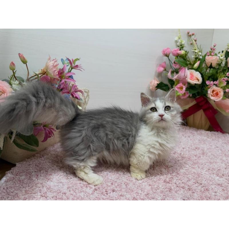 販売中の東京都のミヌエット(短足)-135372の4枚目