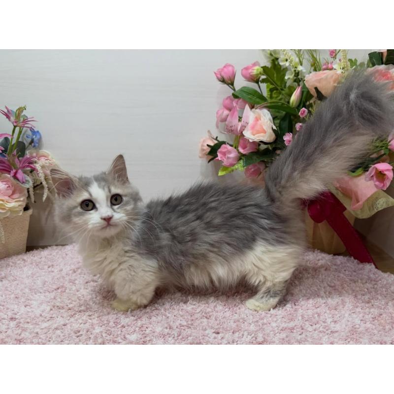 販売中の東京都のミヌエット(短足)-135372の3枚目