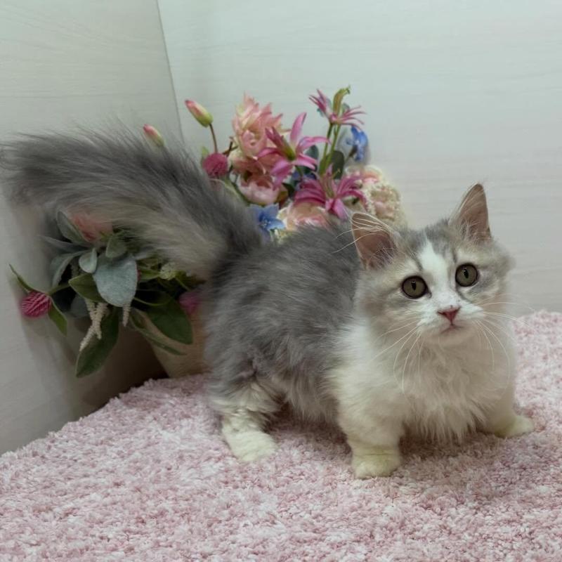 販売中の東京都のミヌエット(短足)-135372の2枚目