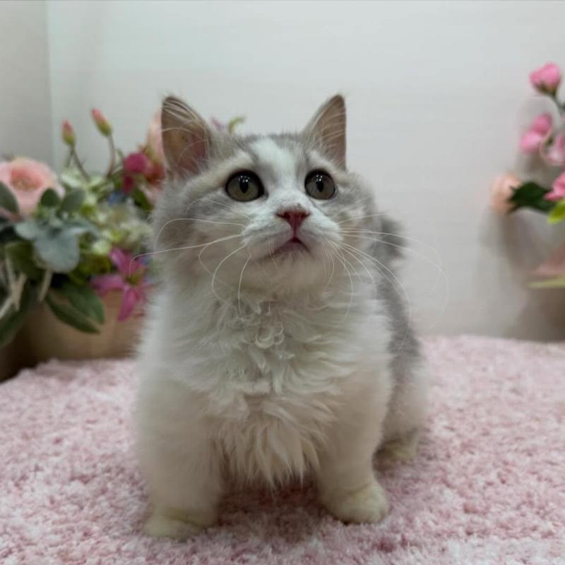 販売中の東京都のミヌエット(短足)-135372の1枚目