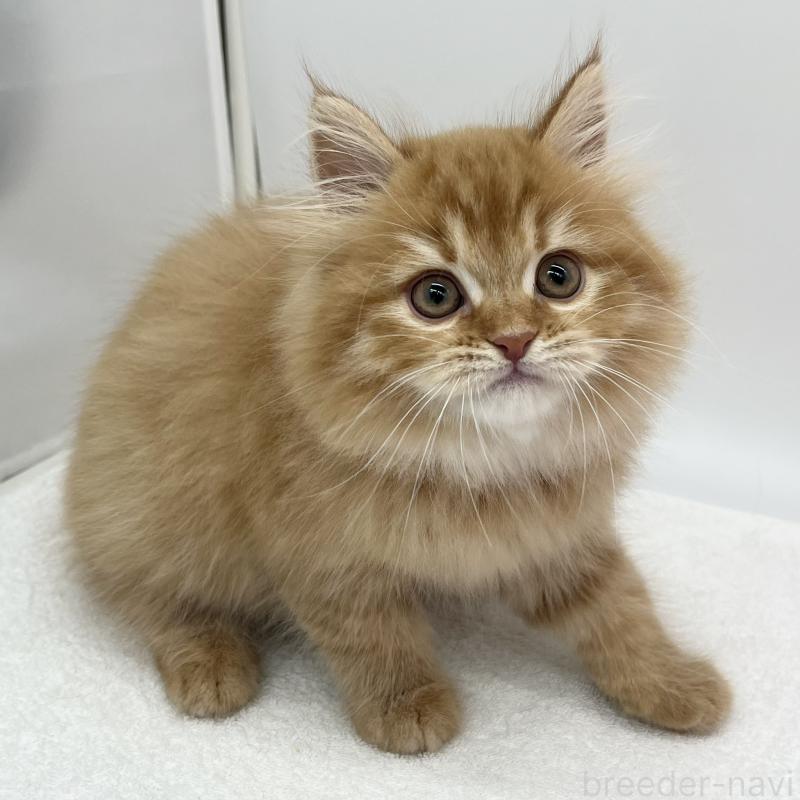 販売中の愛知県のラガマフィン-135373の5枚目