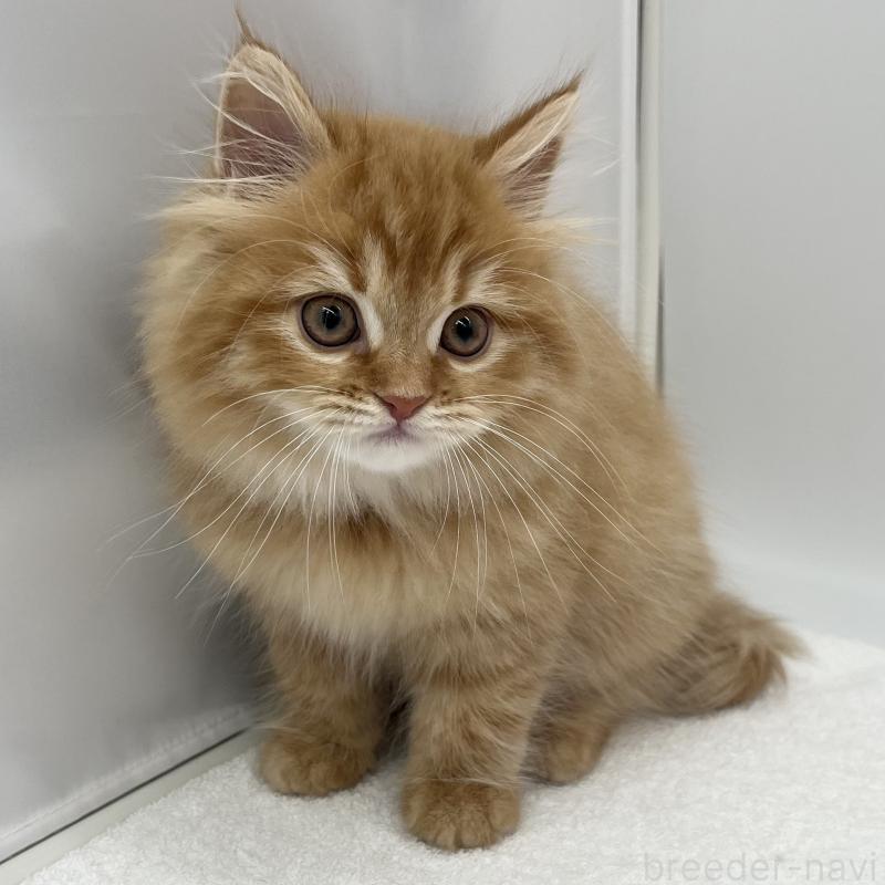 販売中の愛知県のラガマフィン-135373の1枚目