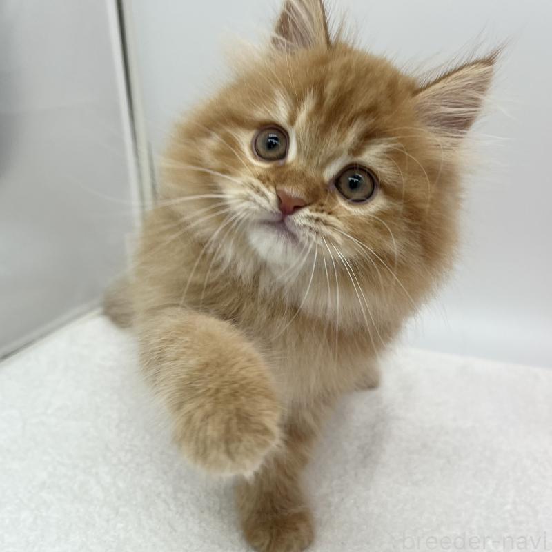 販売中の愛知県のラガマフィン-135373の4枚目