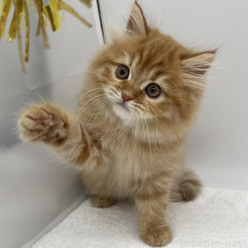 販売中の愛知県のラガマフィン-135373の3枚目