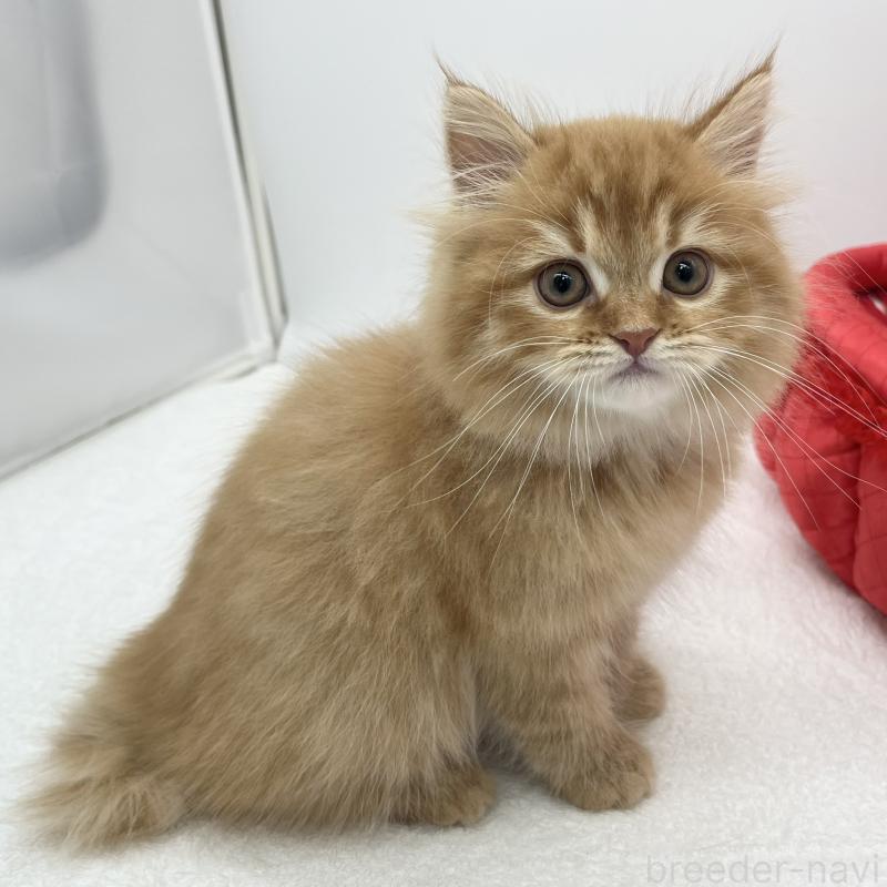 販売中の愛知県のラガマフィン-135373の2枚目