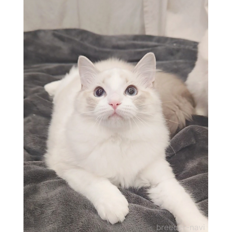 販売中の愛知県のラグドール-133626の3枚目