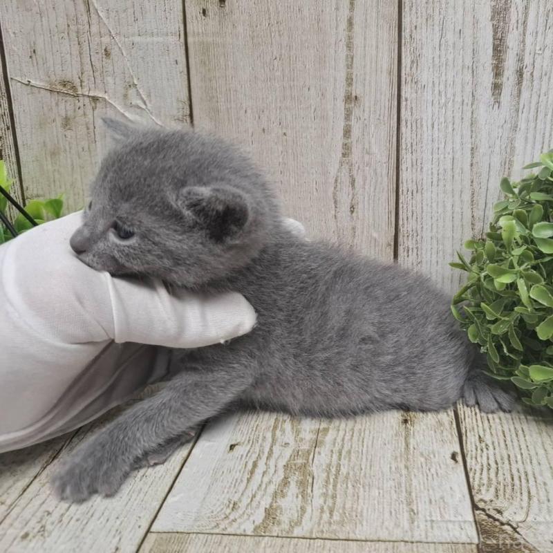 販売中の千葉県のロシアンブルー-135374の10枚目