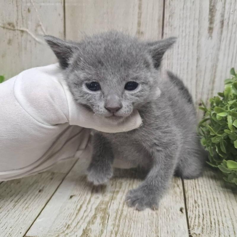 販売中の千葉県のロシアンブルー-135374の9枚目