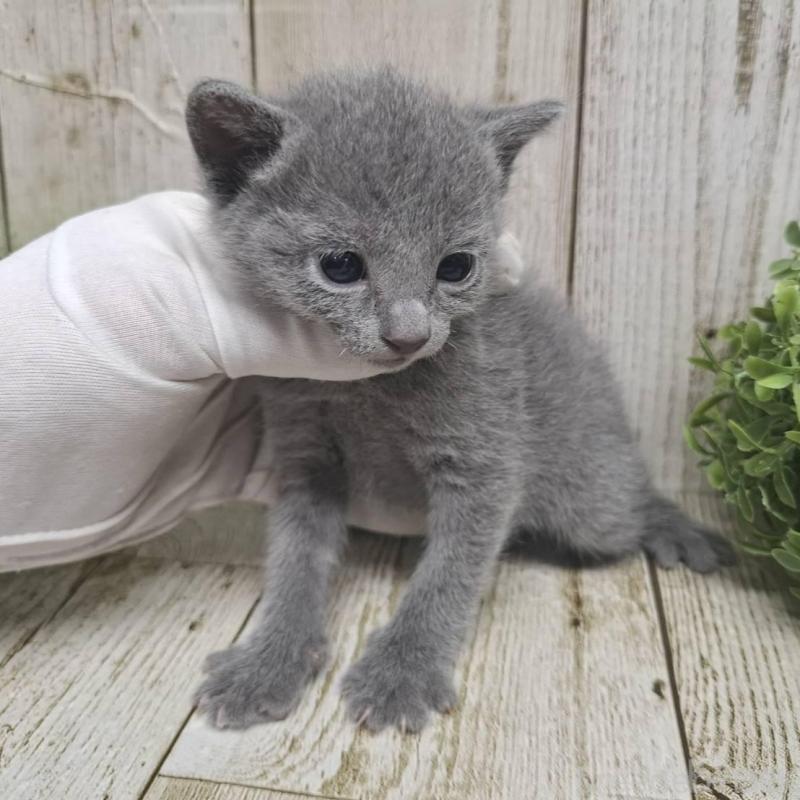 販売中の千葉県のロシアンブルー-135374の8枚目