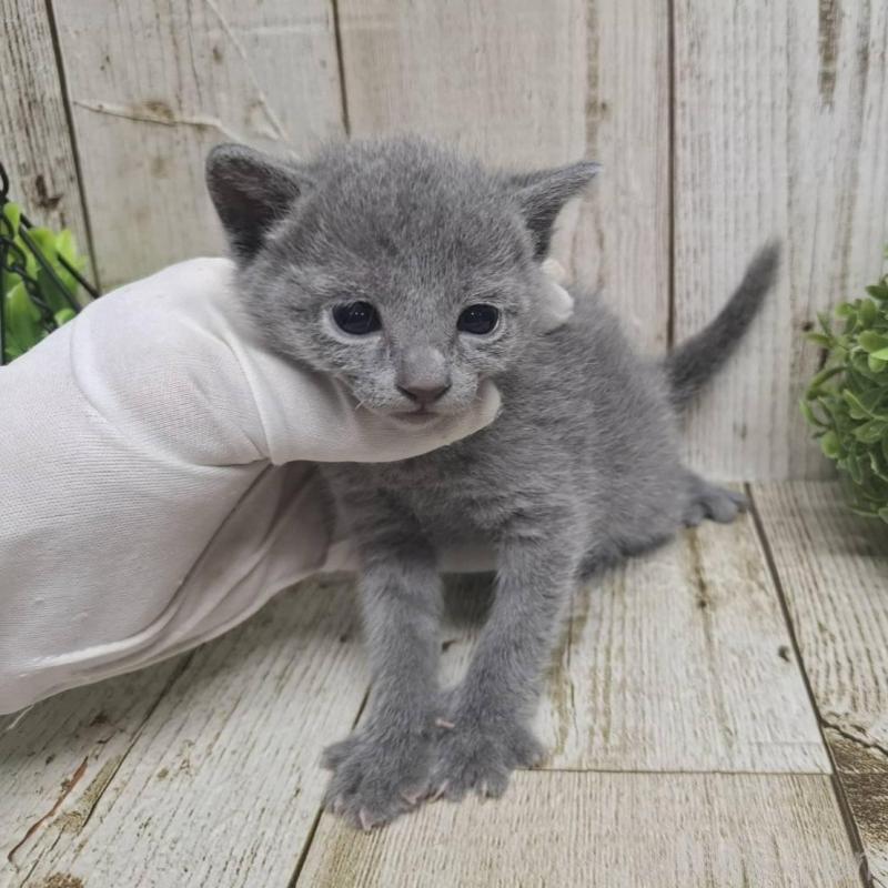 販売中の千葉県のロシアンブルー-135374の7枚目