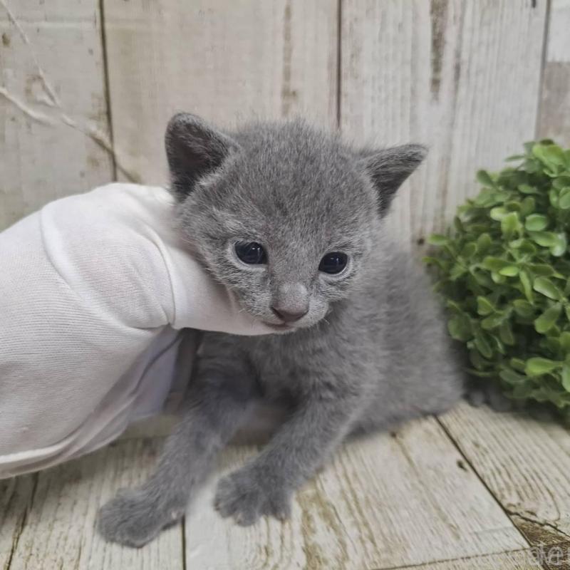 販売中の千葉県のロシアンブルー-135374の6枚目