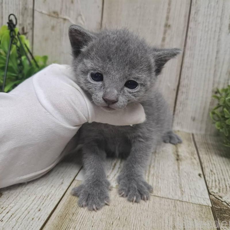 販売中の千葉県のロシアンブルー-135374の1枚目