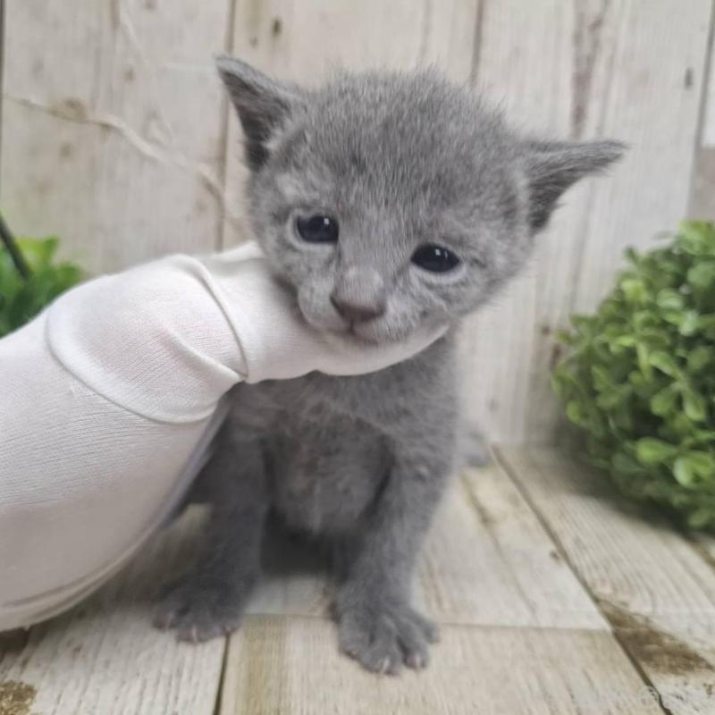 販売中の千葉県のロシアンブルー-135374の5枚目