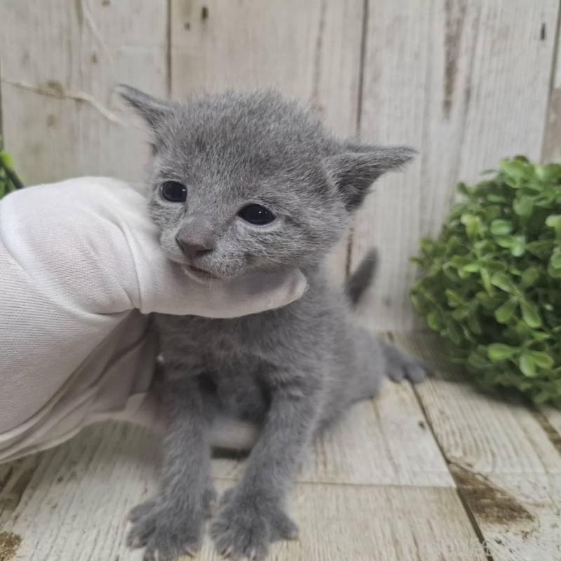 販売中の千葉県のロシアンブルー-135374の3枚目