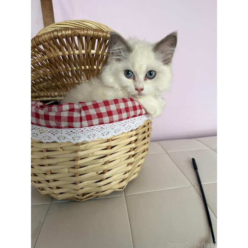 販売中の千葉県のラグドール-135369の2枚目