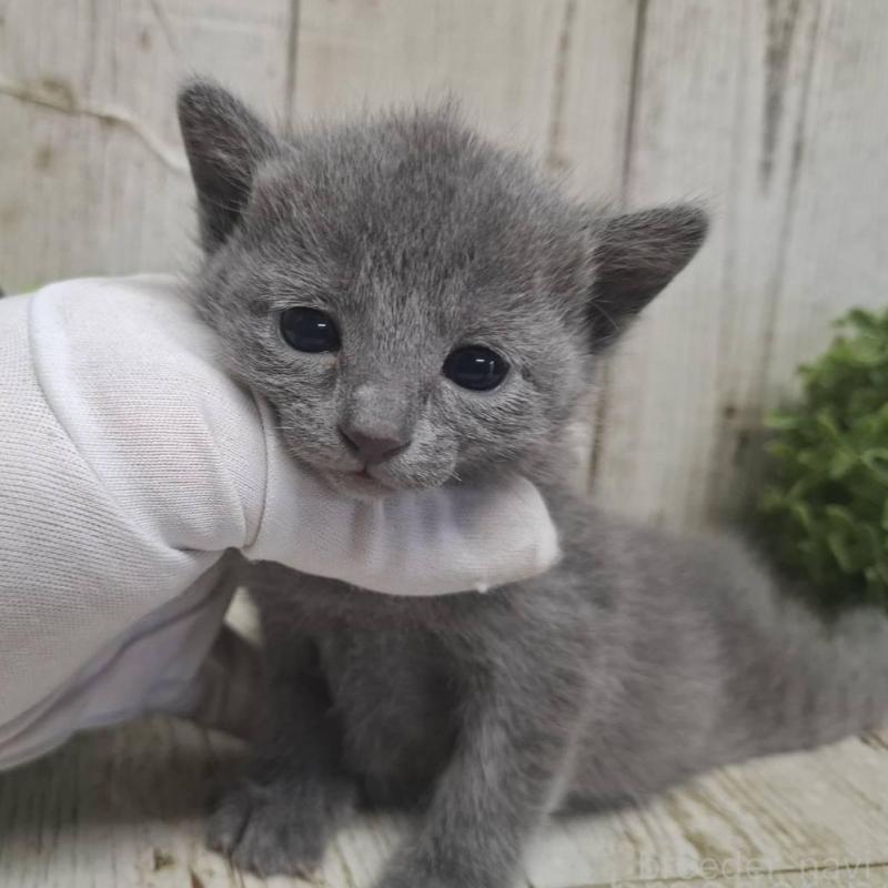 販売中の千葉県のロシアンブルー-135375の9枚目