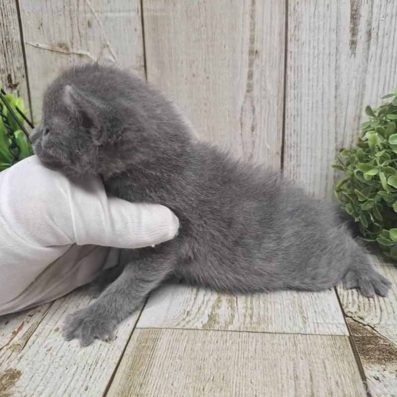 販売中の千葉県のロシアンブルー-135375の7枚目