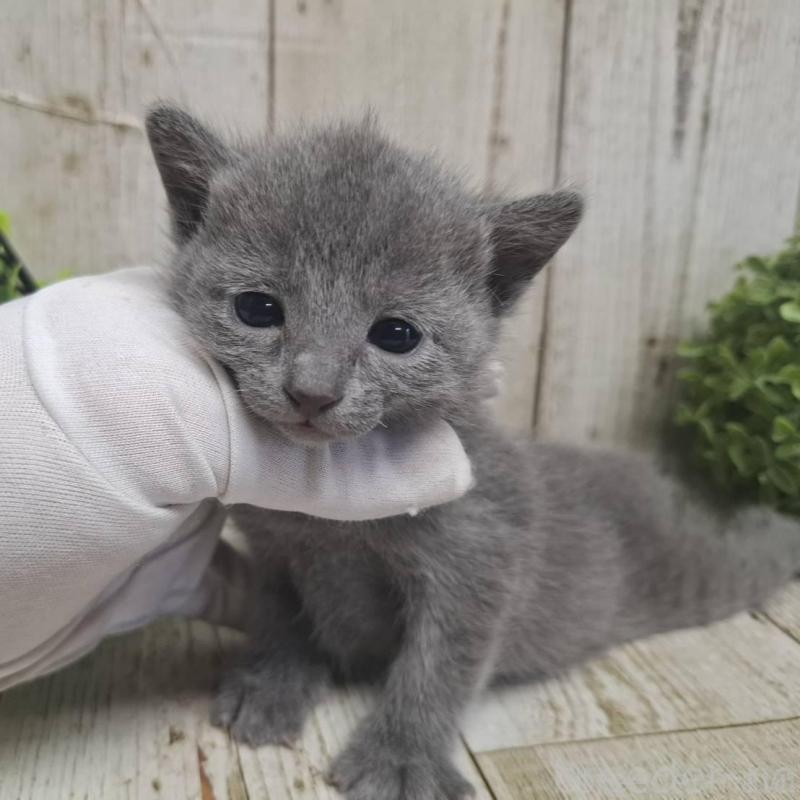 販売中の千葉県のロシアンブルー-135375の6枚目