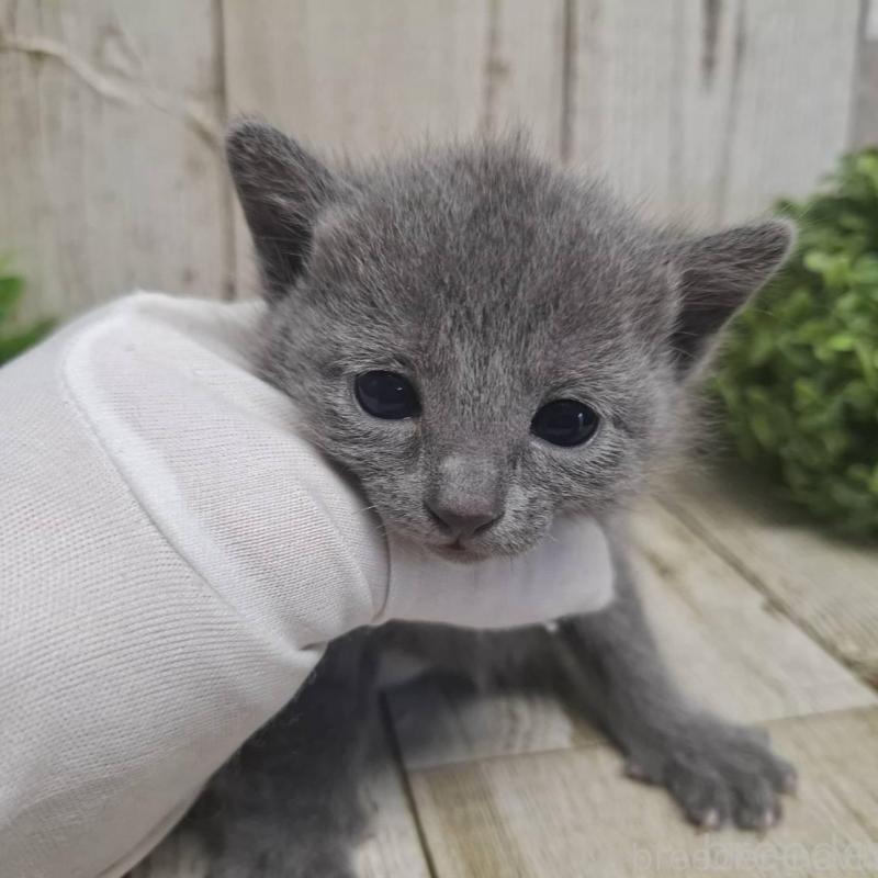 販売中の千葉県のロシアンブルー-135375の5枚目