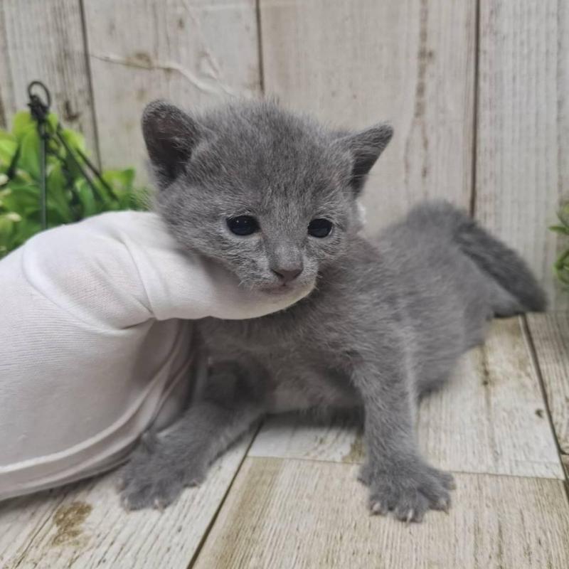 販売中の千葉県のロシアンブルー-135375の4枚目