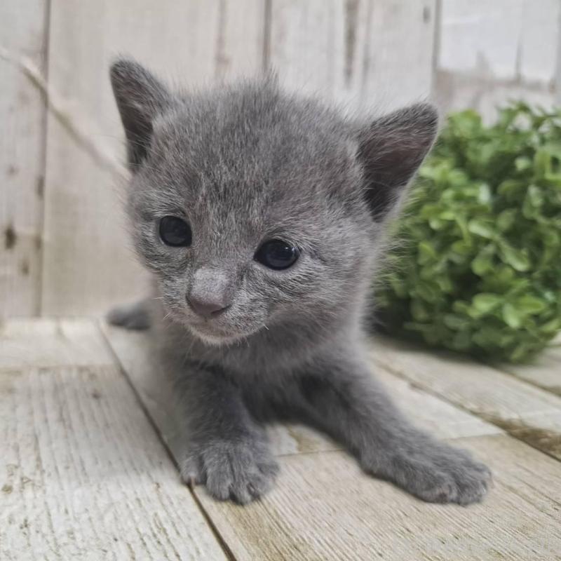 販売中の千葉県のロシアンブルー-135375