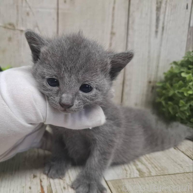 販売中の千葉県のロシアンブルー-135375の3枚目