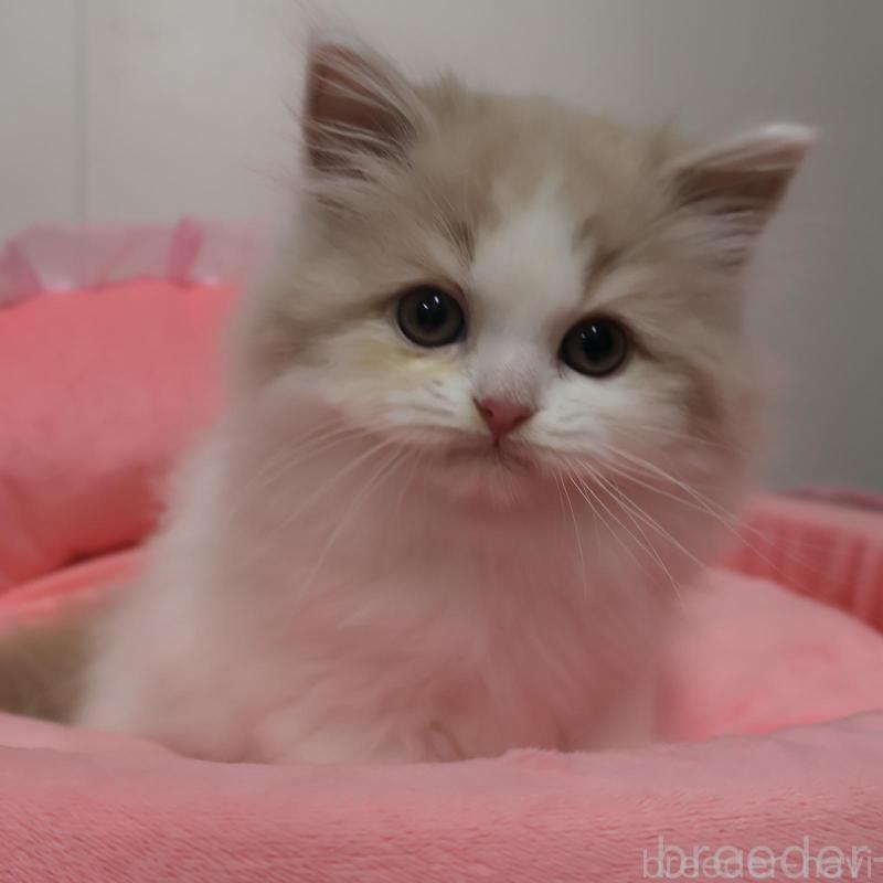 販売中の東京都のスコティッシュフォールド-135376の1枚目