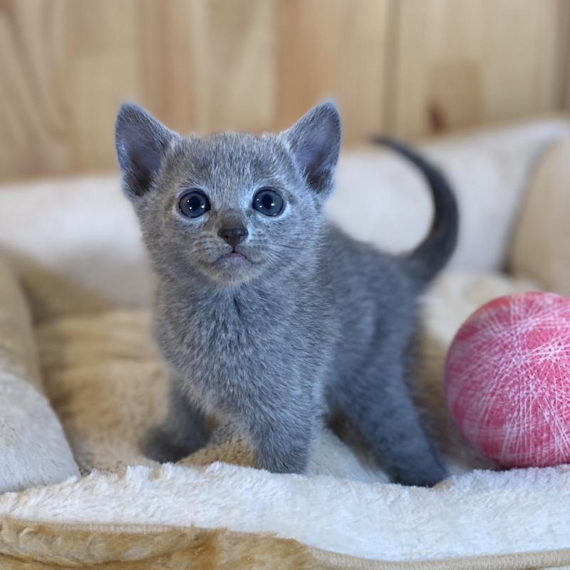 販売中の長野県のロシアンブルー-135377