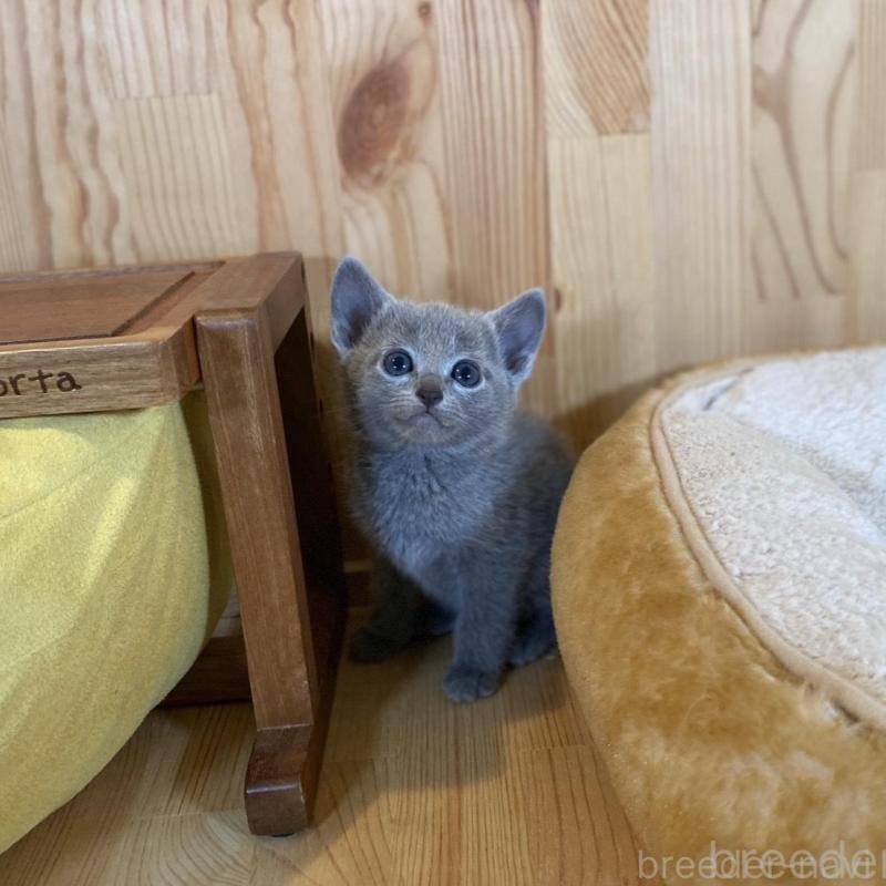 販売中の長野県のロシアンブルー-135377の8枚目