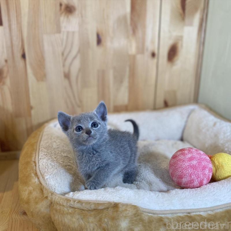 販売中の長野県のロシアンブルー-135377の7枚目