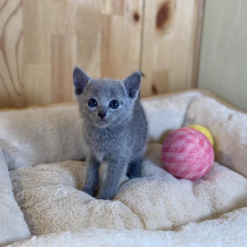 販売中の長野県のロシアンブルー-135377の6枚目