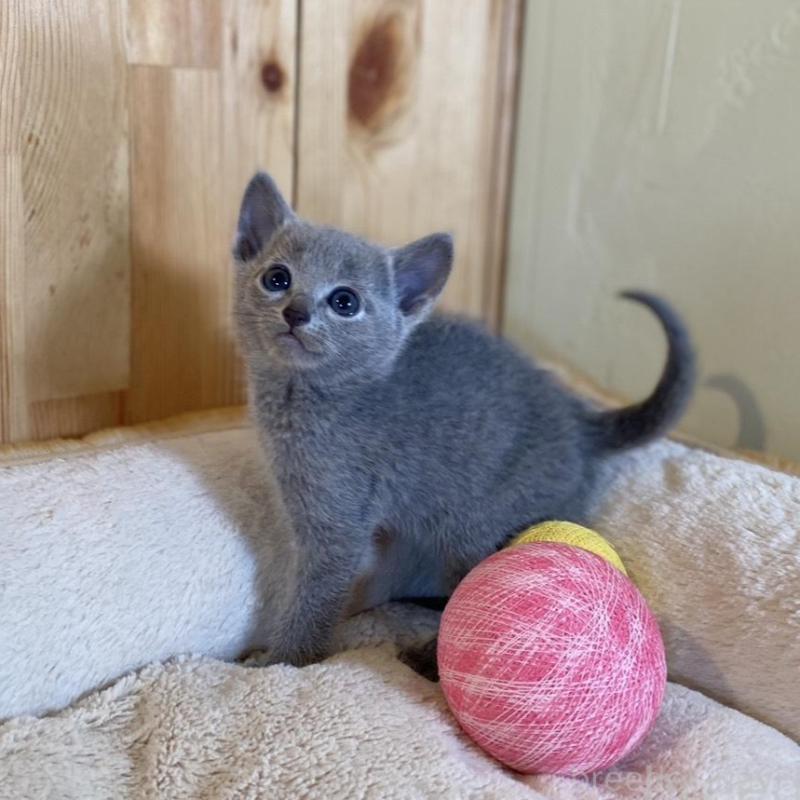 販売中の長野県のロシアンブルー-135377の5枚目