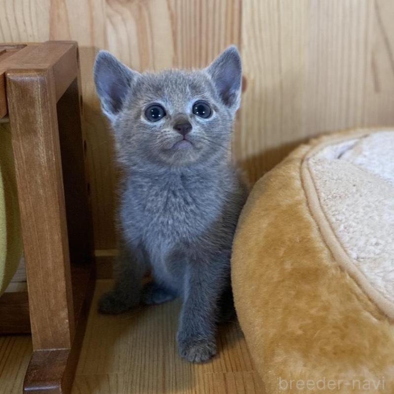 販売中の長野県のロシアンブルー-135377の4枚目