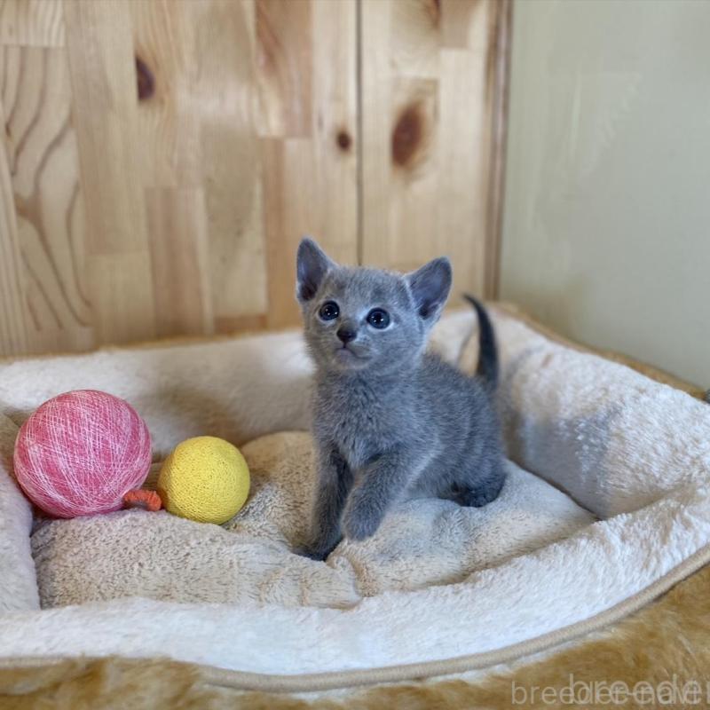 販売中の長野県のロシアンブルー-135377の3枚目