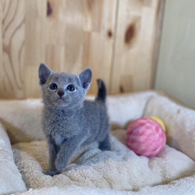 販売中の長野県のロシアンブルー-135377の2枚目