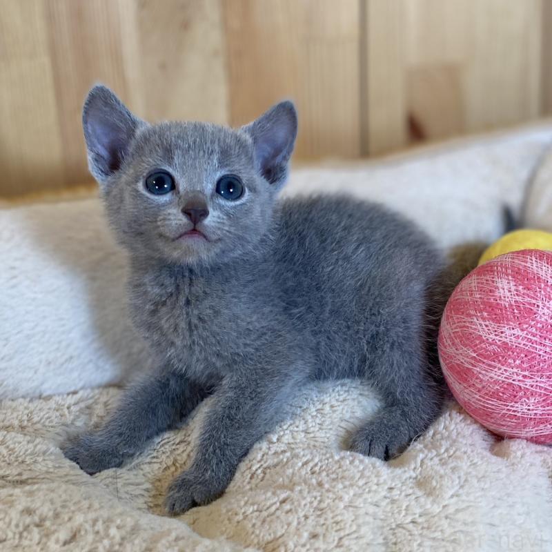 販売中の長野県のロシアンブルー-135378