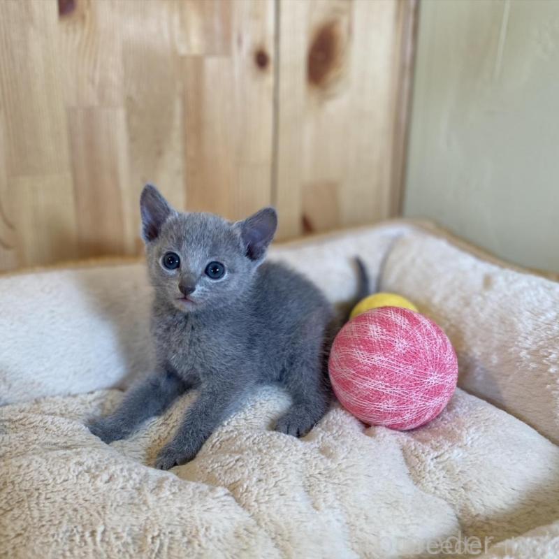 販売中の長野県のロシアンブルー-135378の7枚目