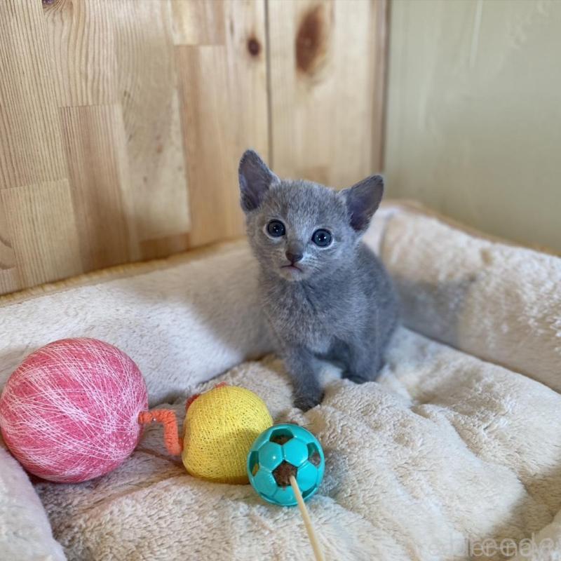 販売中の長野県のロシアンブルー-135378の5枚目