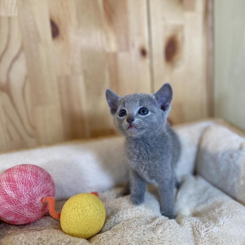 販売中の長野県のロシアンブルー-135378の4枚目