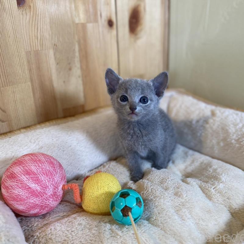 販売中の長野県のロシアンブルー-135378の3枚目