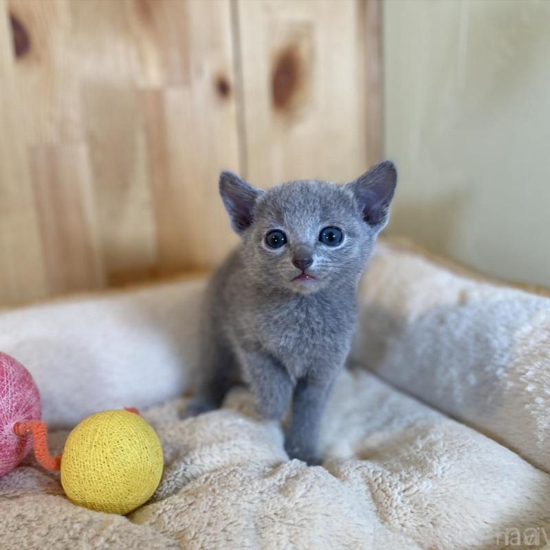 販売中の長野県のロシアンブルー-135378の2枚目