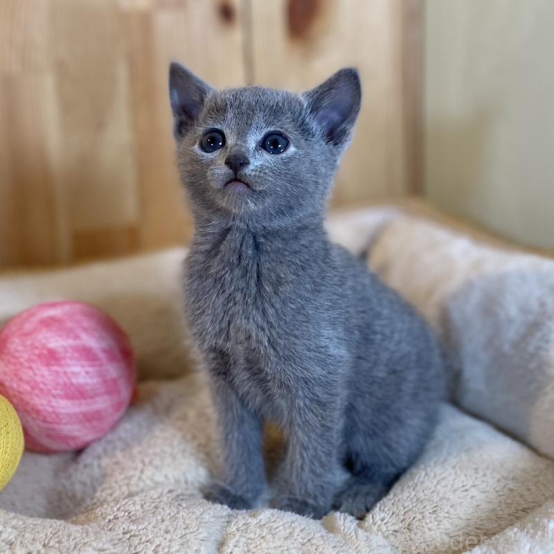 販売中の長野県のロシアンブルー-135379